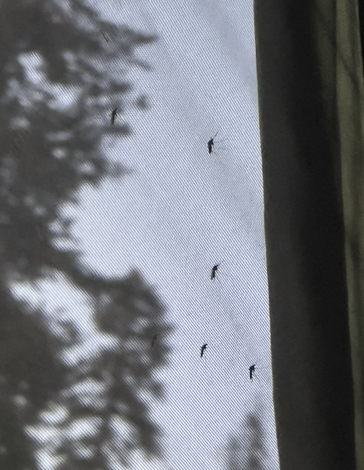 mosquitoes outside of tent